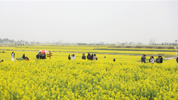 2023年湖北省油菜花節暨荊門•沙洋第十五屆油菜花旅遊節將於3月18日在荊門開幕
