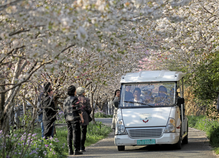 杭州櫻花園進入盛花期 萬株櫻花絢爛綻放_fororder_1678717491403_640f3233febc270001ae88cc