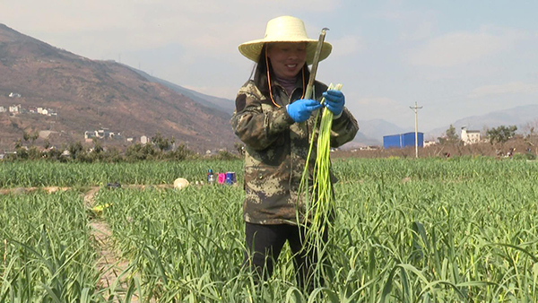 雅安汉源：严把质量销售关 蒜农胜“蒜”在握_fororder_蒜农把关蒜薹质量-供图-汉源县委宣传部