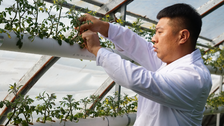 渭南華州：小番茄種出科技范