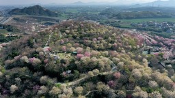 杭州櫻花園進入盛花期 萬株櫻花絢爛綻放