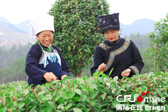 （原创）贵州平塘：持续做优茶产业 打造知名茶品牌_fororder_当地群众在进行采茶体验