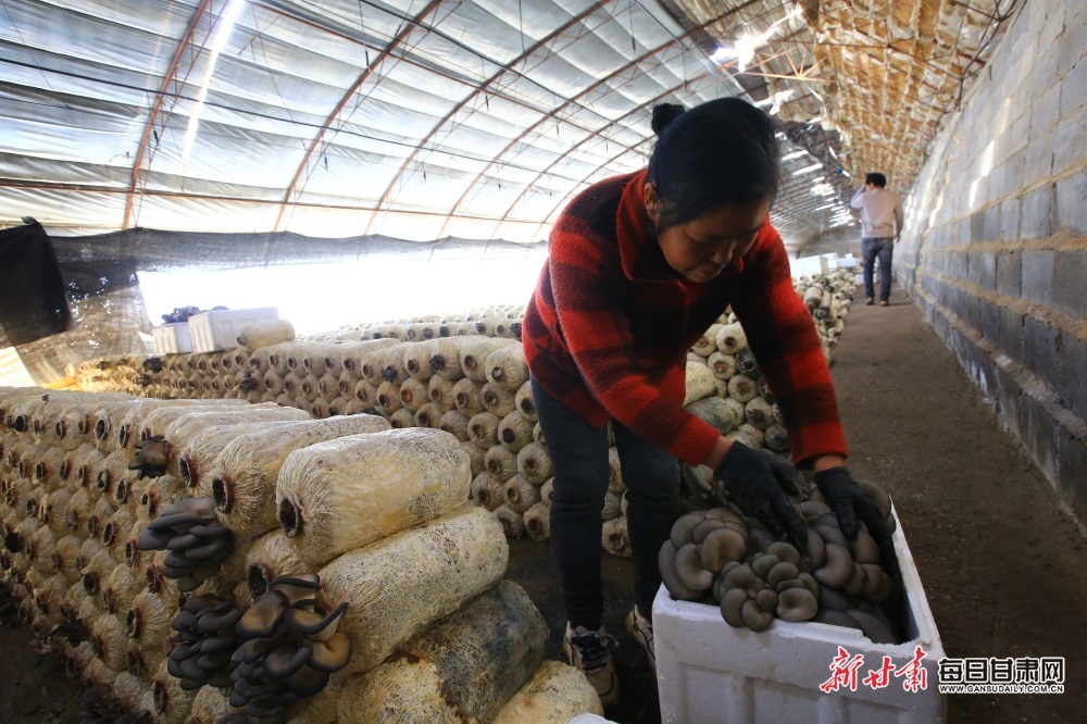 食用菌成嘉峪关农民增收新路径_fororder_3