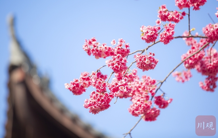 （转载）#你好·春天# 到千年古刹光福寺 听樱花盛开的声音