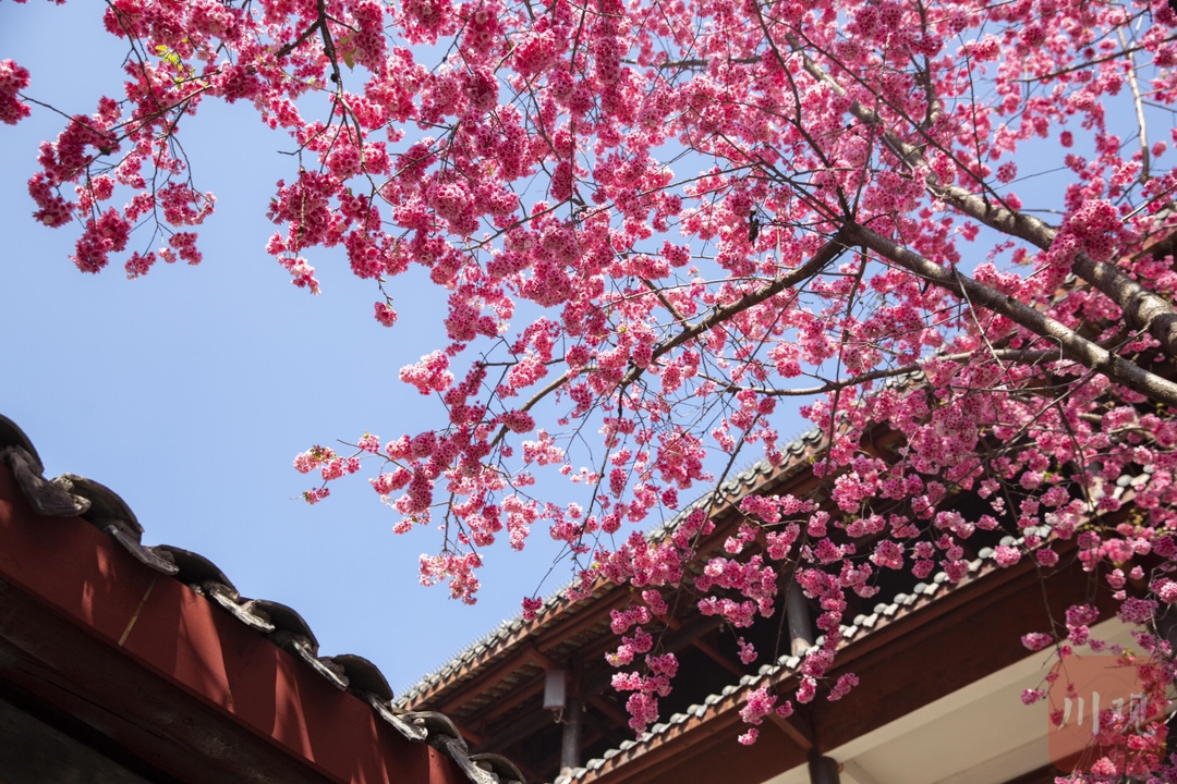 （轉載）#你好·春天# 到千年古剎光福寺 聽櫻花盛開的聲音