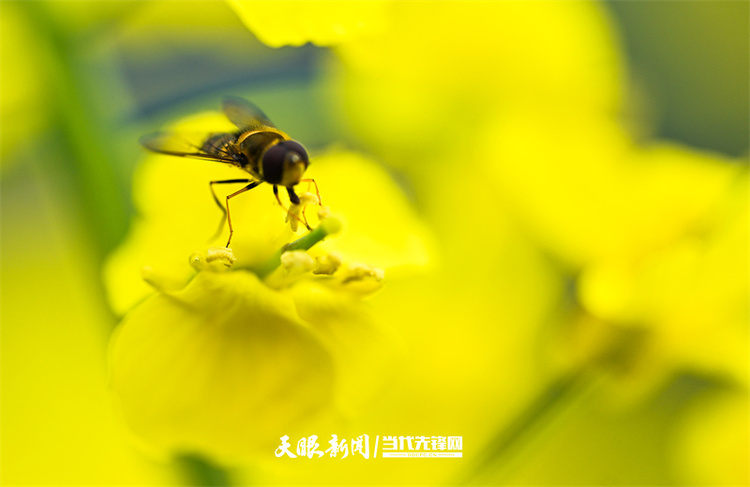 黔南貴定：金海雪山花開醉 賞春又遇好風光