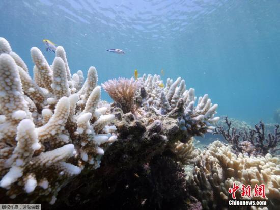 “消失邊緣”的大堡礁 將被列世界遺産危險名單(圖)