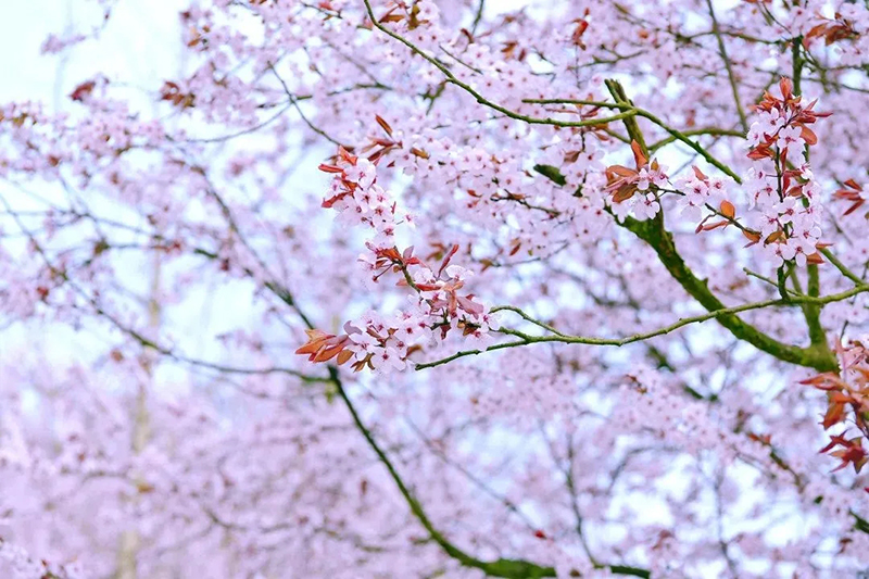 组图｜雅安名山：我与春天有个约会_fororder_蒙顶山茶坛广场紫叶李-供图-名山区委宣传部