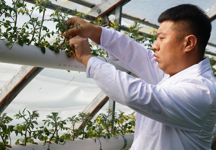 渭南華州：小番茄種出科技范