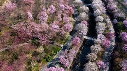 “赏花经济”助力乡村振兴