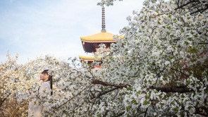 湖北武汉：樱花绽放醉游人