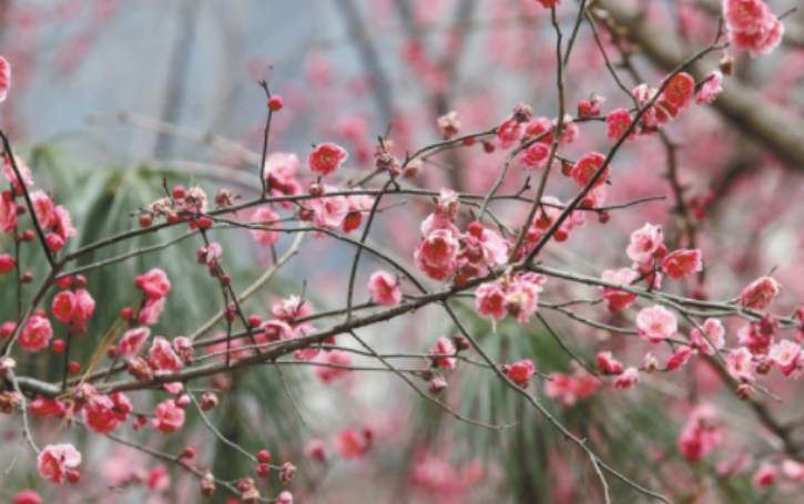 碧波荡漾梅花开