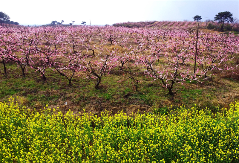 【原創】以花為媒 振興鄉村：信陽市光山縣斛山鄉第六屆桃花文化節開幕_fororder_圖片3