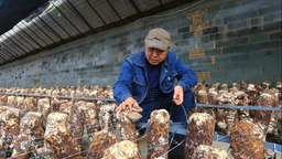 食用菌成嘉峪關農民增收新路徑