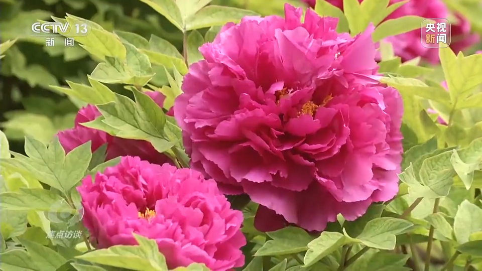 焦点访谈丨美好社区 共建共治共享