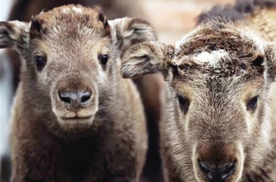 西安秦岭野生动物园 “羚家六君子”正式官宣_fororder_微信图片_20230221084230