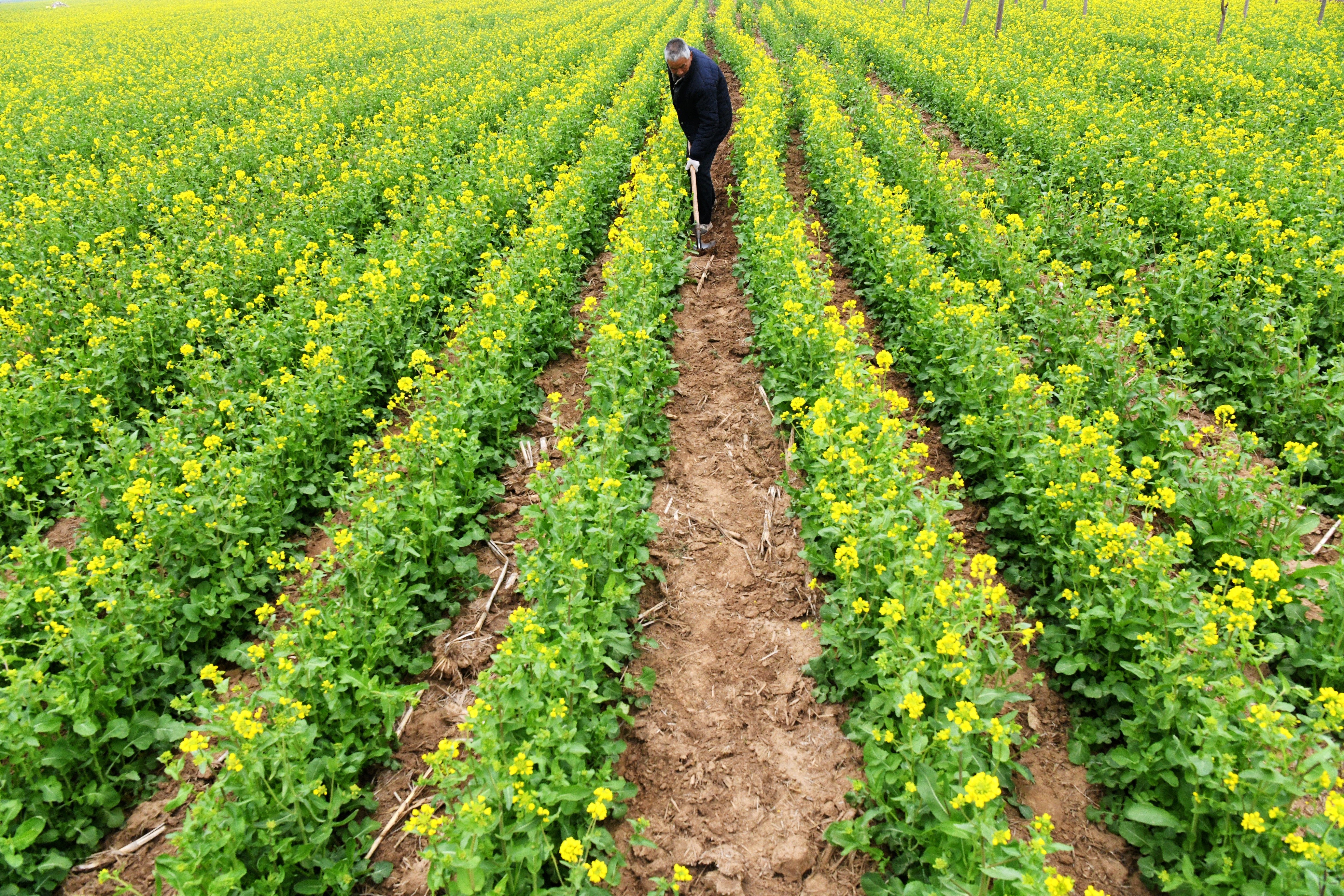 （原創）河北廣平：油菜花正香 田間勞作忙_fororder_DSC_8867.JPG