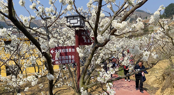 （张）泸州叙永：观乌蒙花海 领略桃李盛景_fororder_李花盛开（摄影：殷婷婷）