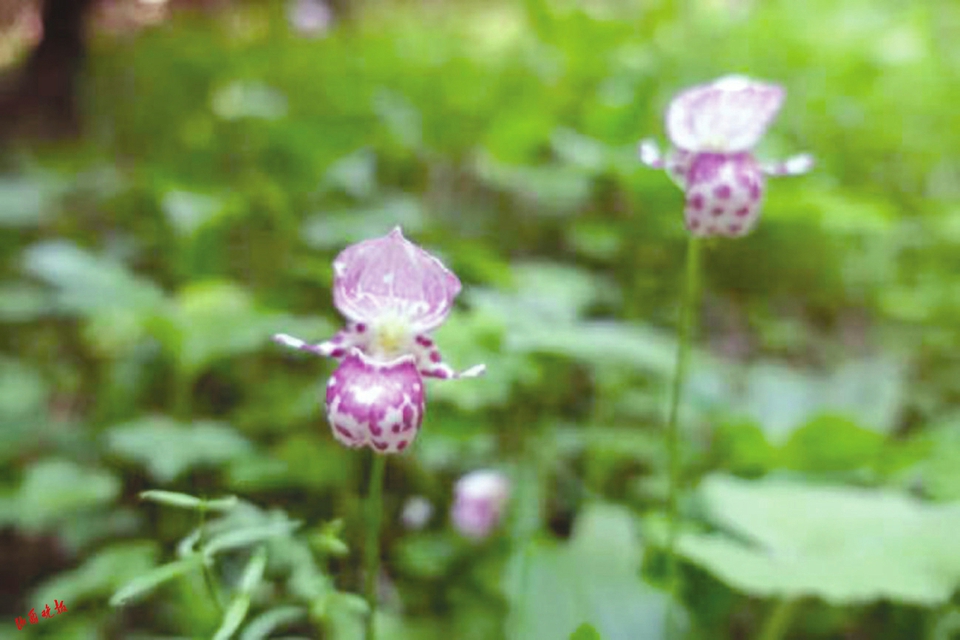 山西省劃分5大野生動植物保護區_fororder_1