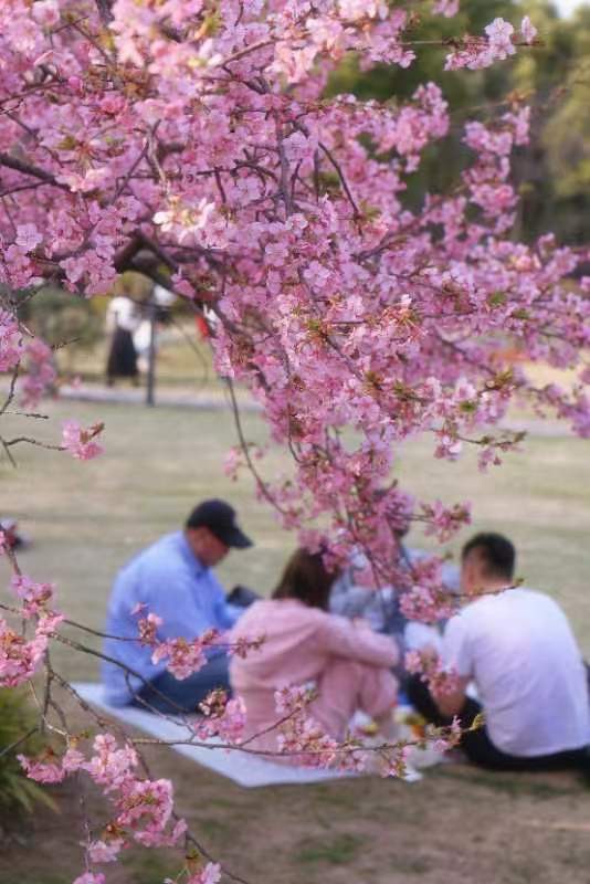 【圖説上海】上海櫻花節開幕 多項舉措為應對週末大客流做好準備