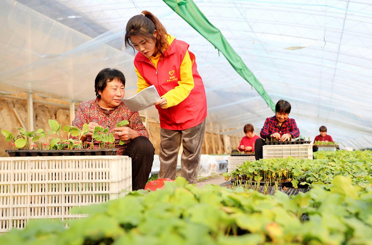 圖片默認標題_fororder_農業1