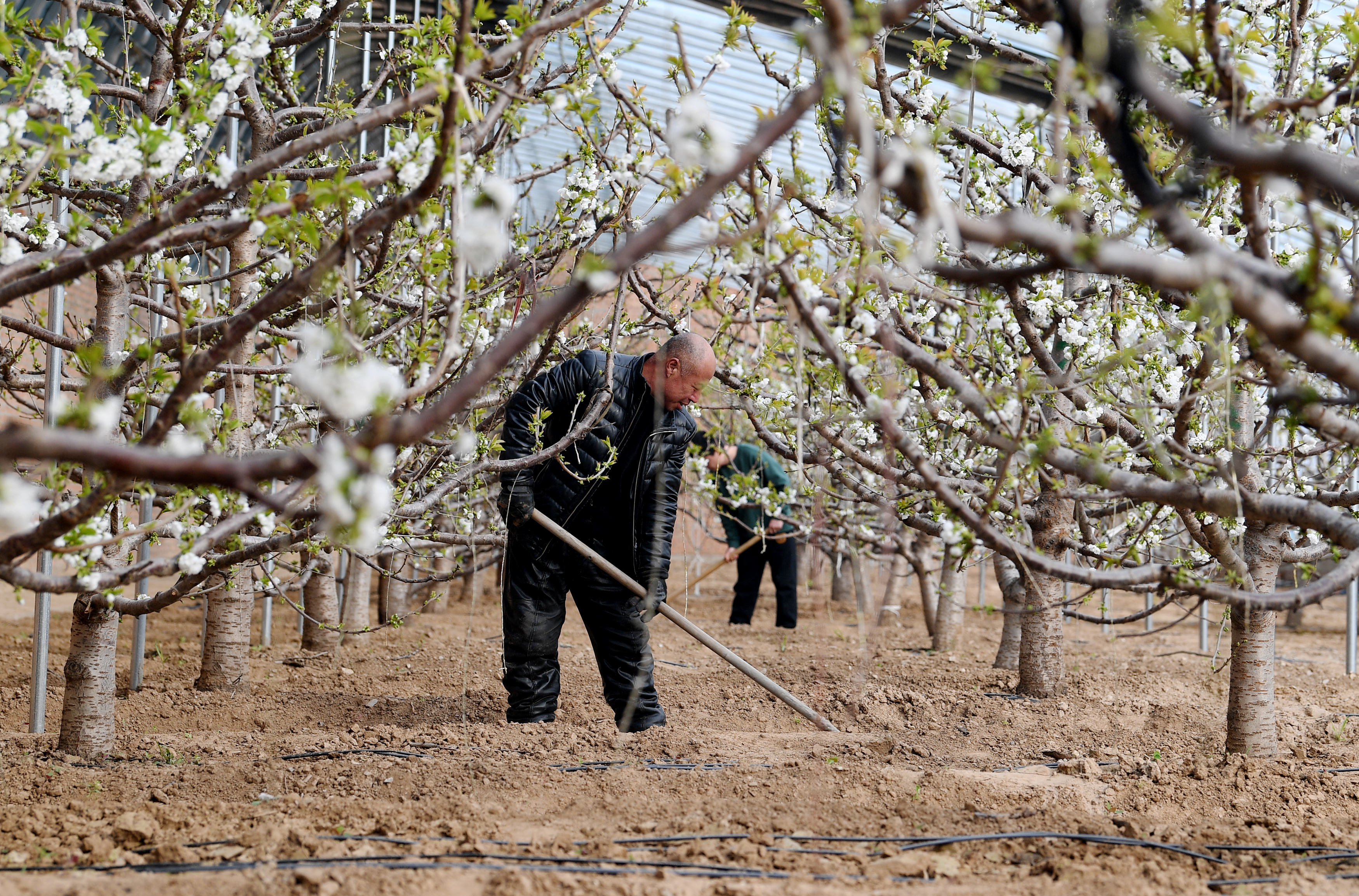 （原创）河北涿鹿：环京津精品果蔬基地鼓起农民“钱袋子”_fororder_微信图片_20230221115857