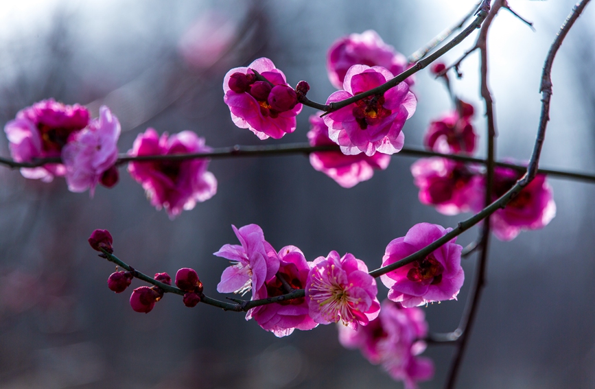 平顶山市鲁山县：梅花盛开春意浓