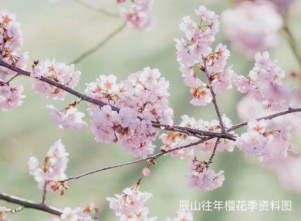 【文化旅游-滚动图】上海辰山植物园樱花季系列活动即将上线