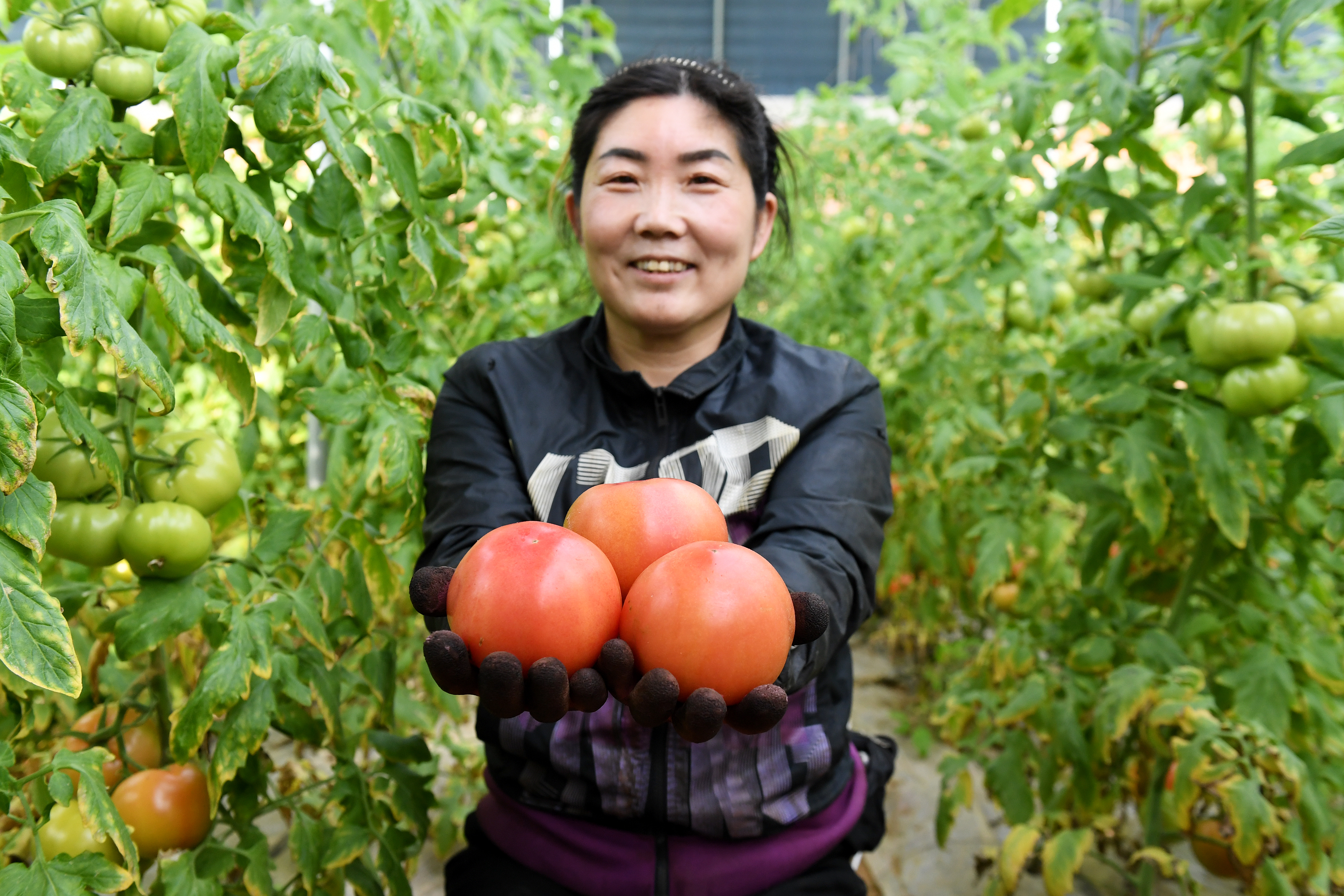 （原创）河北涿鹿：环京津精品果蔬基地鼓起农民“钱袋子”_fororder_微信图片_20230221115908