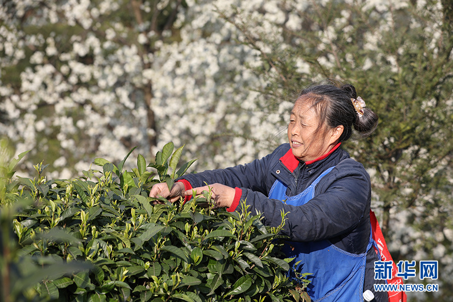 春日晴隆好風光 指尖飛舞採茶忙