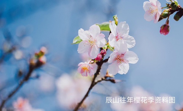 【文化旅游-滚动图】上海辰山植物园樱花季系列活动即将上线