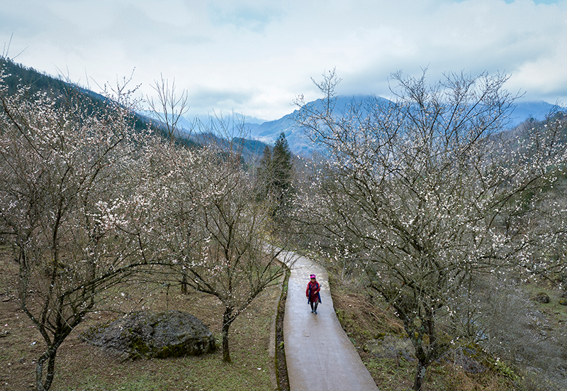 四川马边：万亩青梅花开 美轮美奂惹人爱_fororder_微信图片_20230222133137