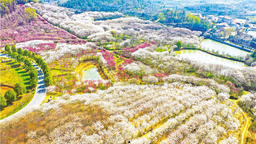 武漢：櫻花滿山坡