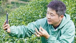 “茶把式”周正祥：紮根農村土壤的“守”藝人