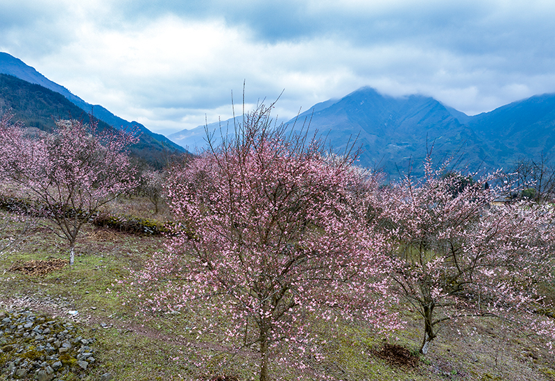 四川马边：万亩青梅花开 美轮美奂惹人爱_fororder_微信图片_20230222133133