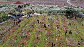 江西永修：桃花节启动 系列多彩文旅活动将陆续举行