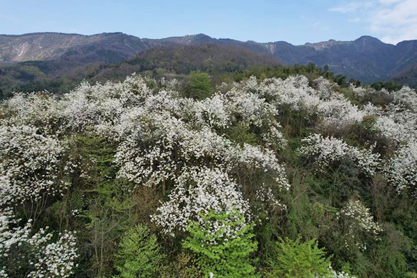 The 24th Mianzhu Pear Flower Festival Officially Opens in Sichuan Province_fororder_图片1