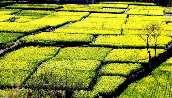 【輪播圖】甘肅：丹堡河畔油菜花開 文縣山鄉移步皆畫