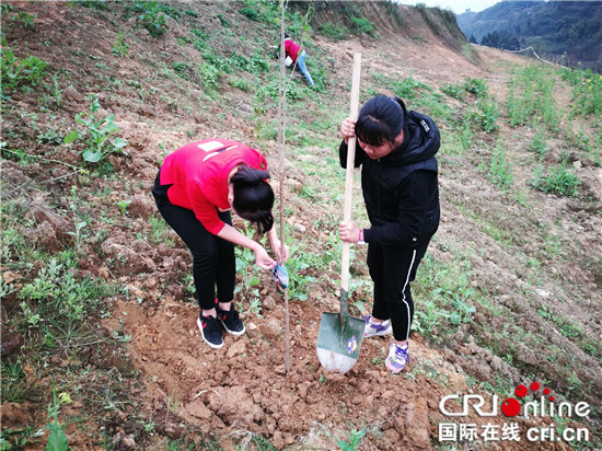 【CRI專稿 列表】重慶“紅櫻桃 春日植愛”志願行動：播種希望 為愛種植
