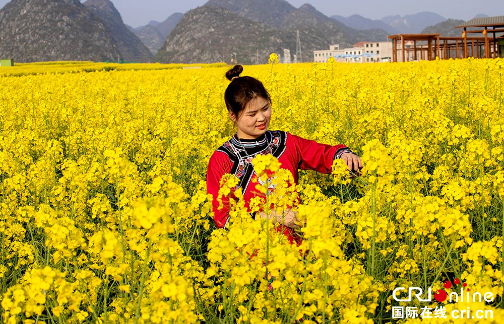 【多彩贵州·花漾中国】安顺平坝：昊禹油菜花海春色美如画_fororder_置身于花海中的布依族美女 摄影  杨展凌