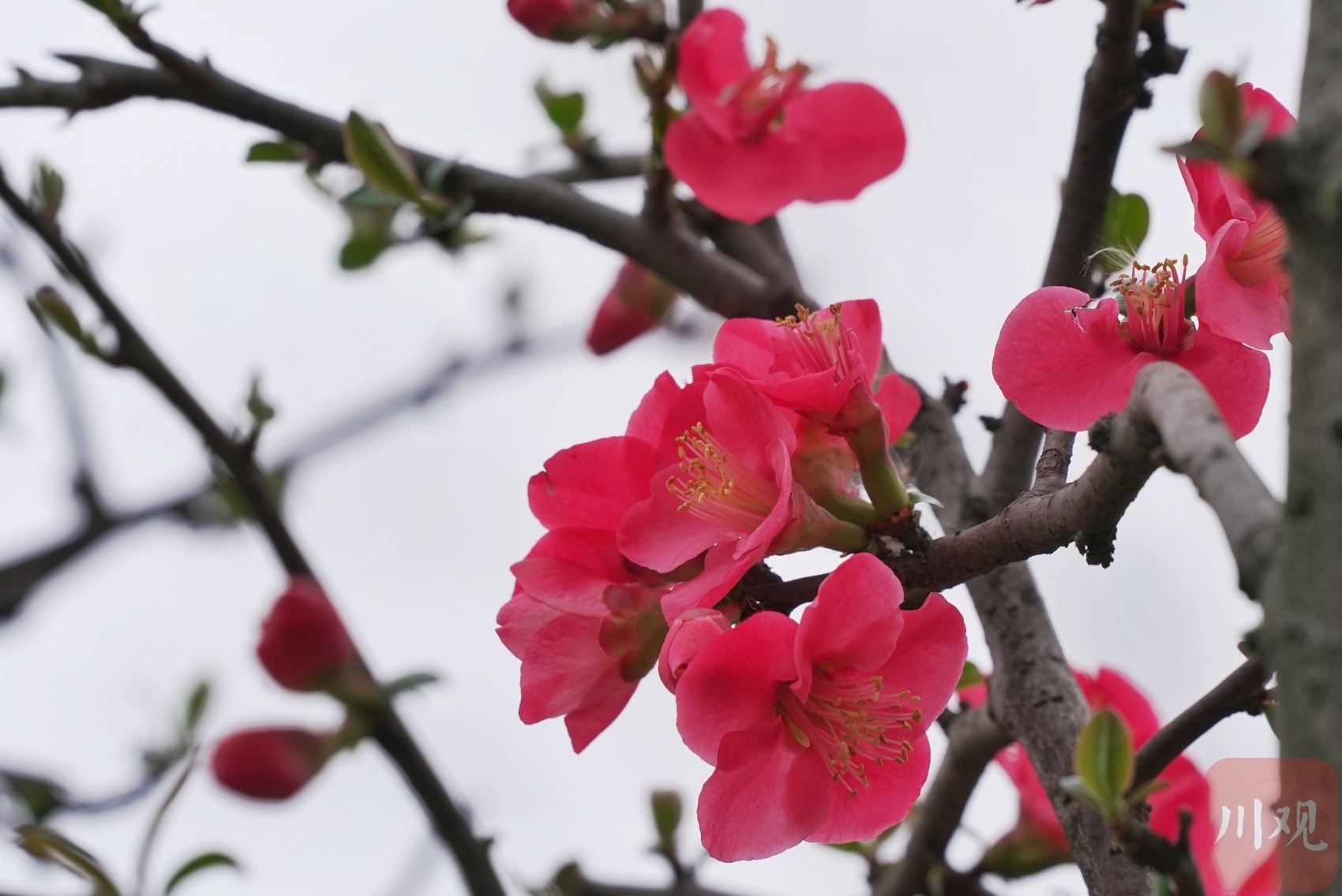 （转载）成都中和湿地公园：带你一站解锁春天的多彩