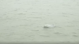 中華白海豚在泉州海域結隊“春遊”_fororder_微信截圖_20230223174435
