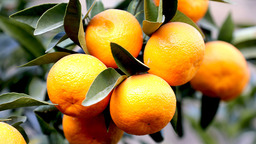 隴南文縣：“橘老漢”的點“綠”成“金”
