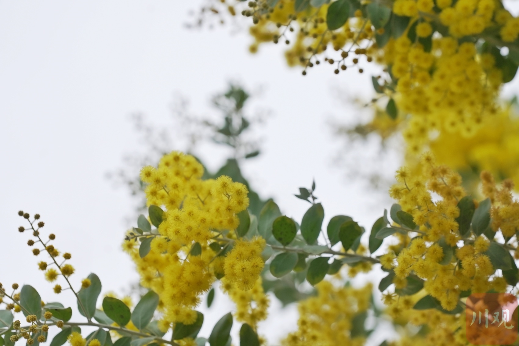 （转载）成都中和湿地公园：带你一站解锁春天的多彩