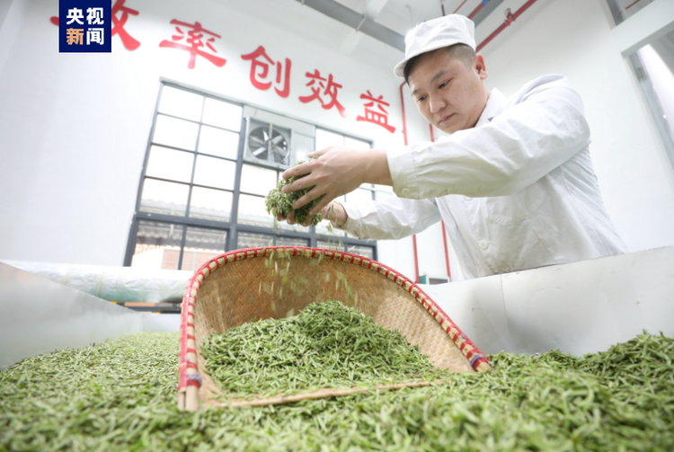 广西三江：春茶抢“鲜”赶制 全力供应市场