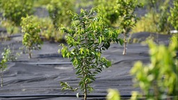 海南儋州：企业带动 沉香树成村民“致富树”