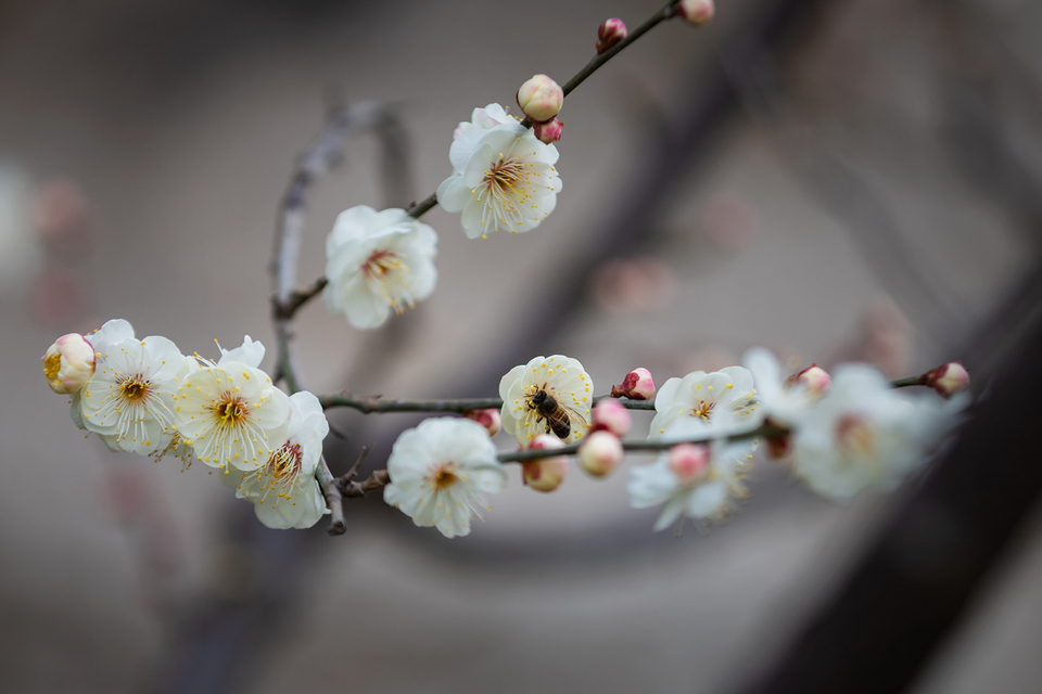 山东好景丨济南五龙潭春景妙不可言