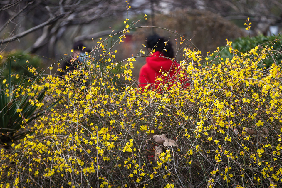 山东好景丨济南五龙潭春景妙不可言