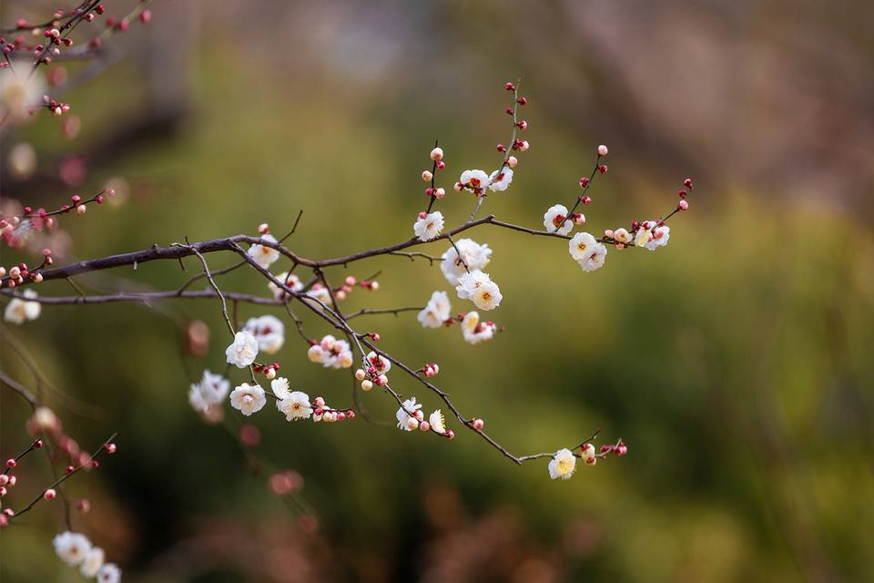 山东好景丨济南五龙潭春景妙不可言