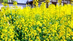 來武漢赴春天之約 “新花城”向全國遊客發出賞櫻邀請